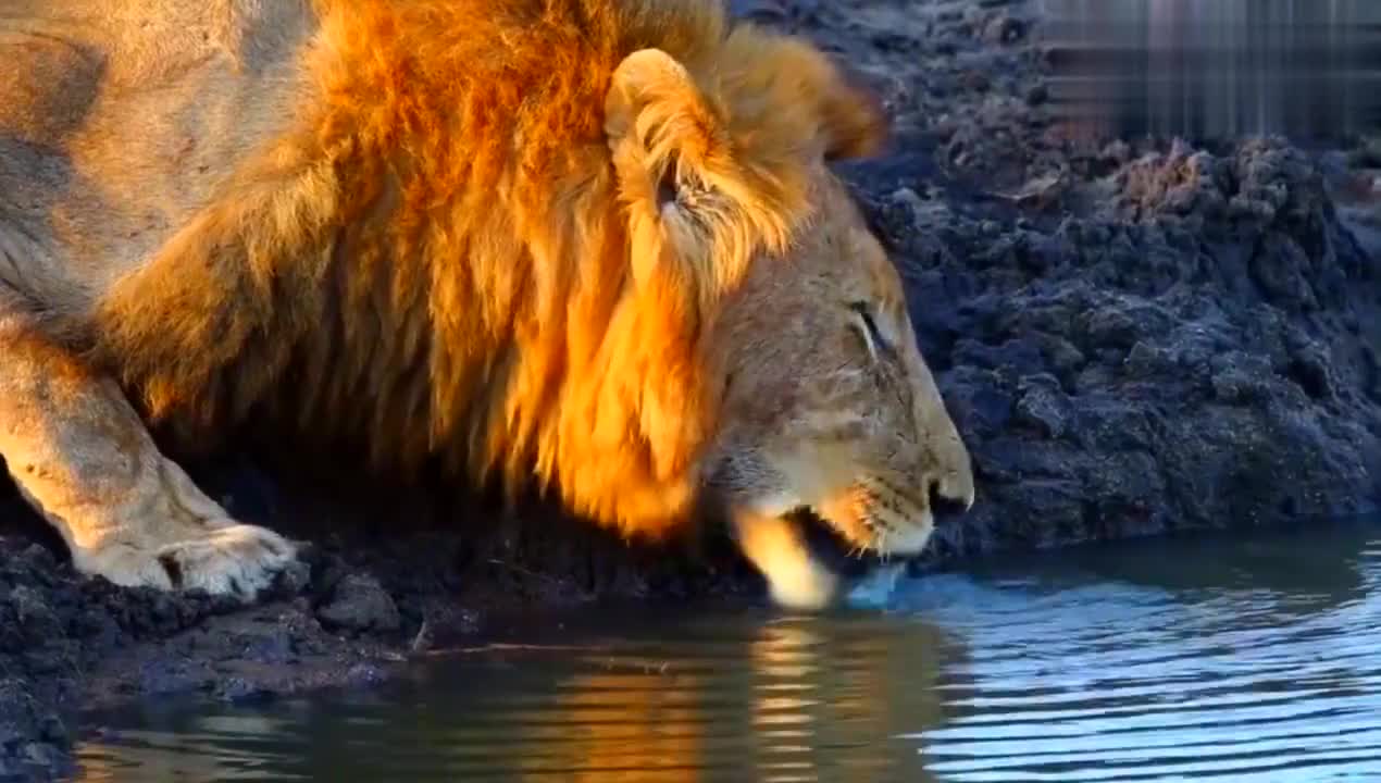 莫兰特52分全场回放免费